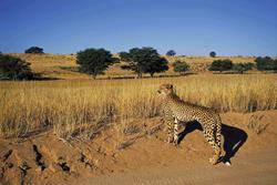 Kruger Safari Extension Tours 
